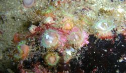 beautful little anemones smaller then a finger nail. and ... by Jamie Malone 